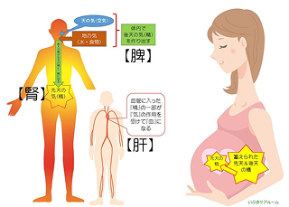 妊婦さんのイラスト