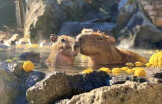 カピバラがゆず入りの温泉に入ってる