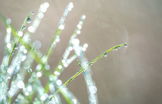 草花に露をつける
