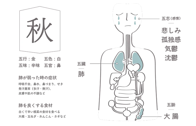 秋と肺イラスト
